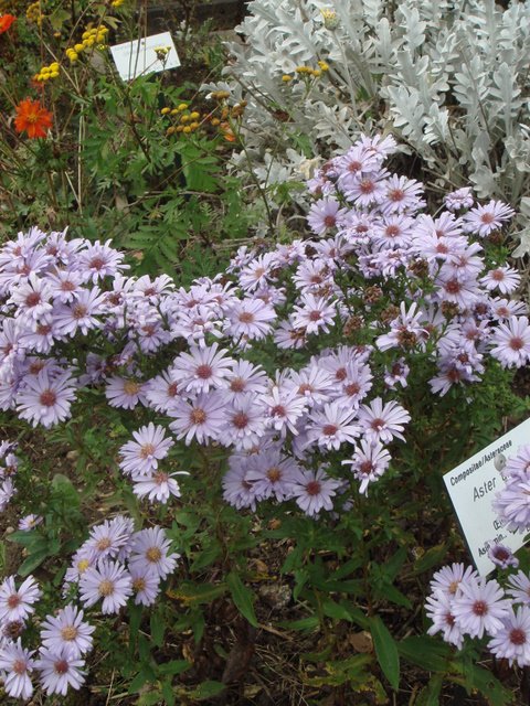 Aster amellus